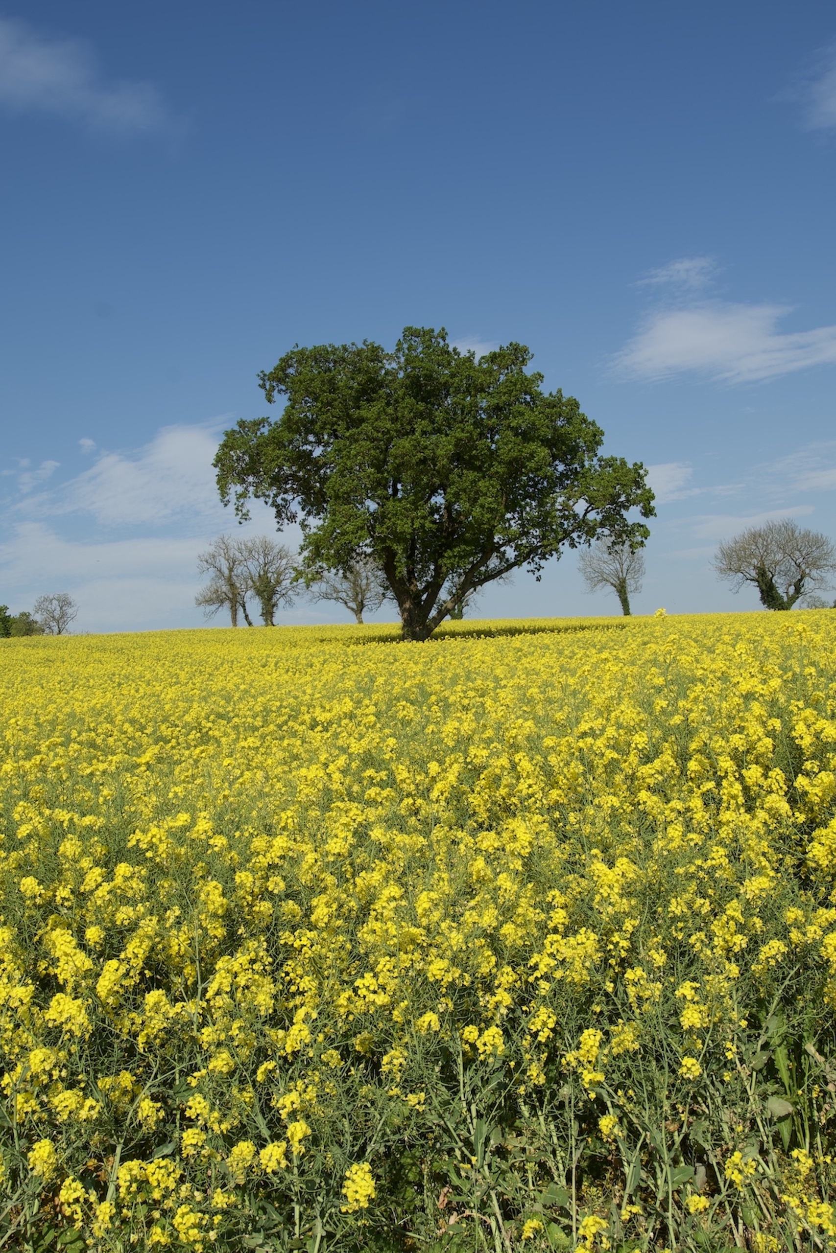 Amid the Fields