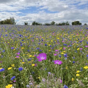 I am a Wildflower, Beautiful, Wild & Free