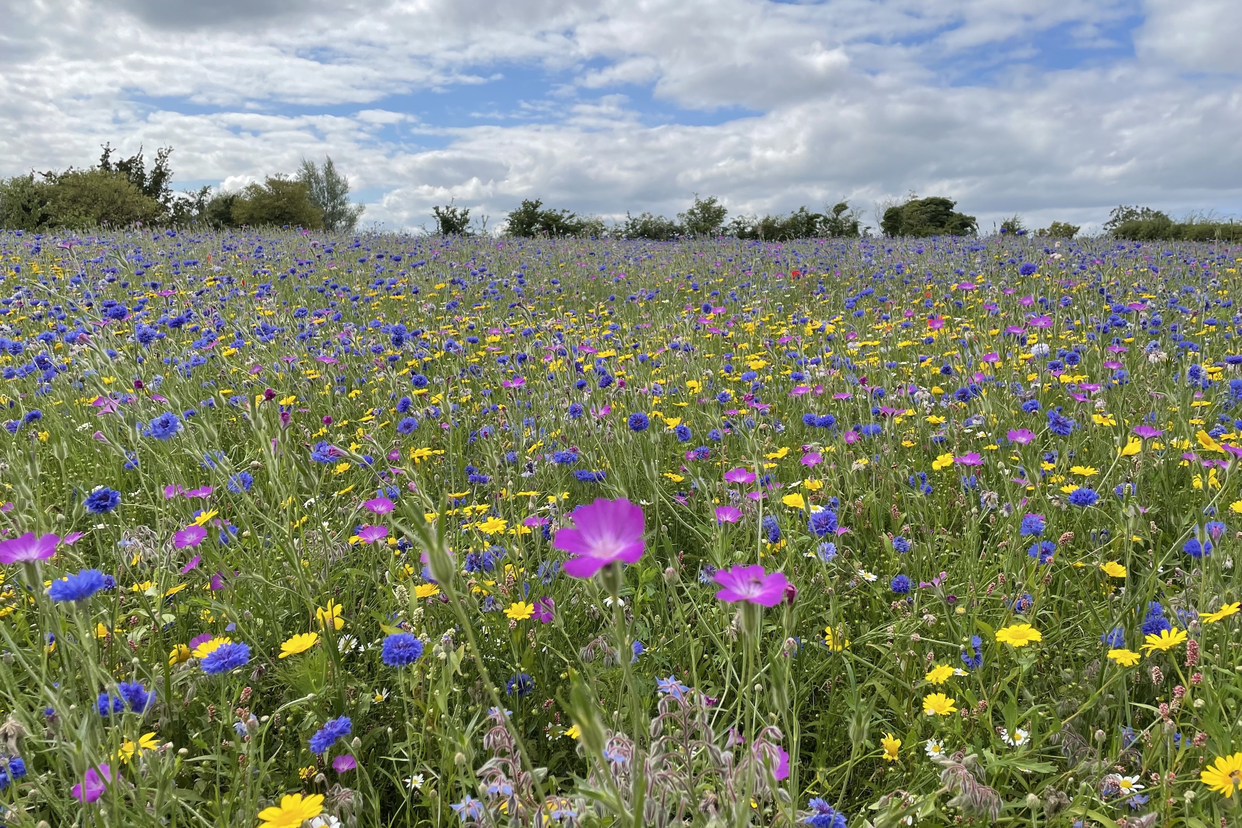 I am a Wildflower, Beautiful, Wild & Free