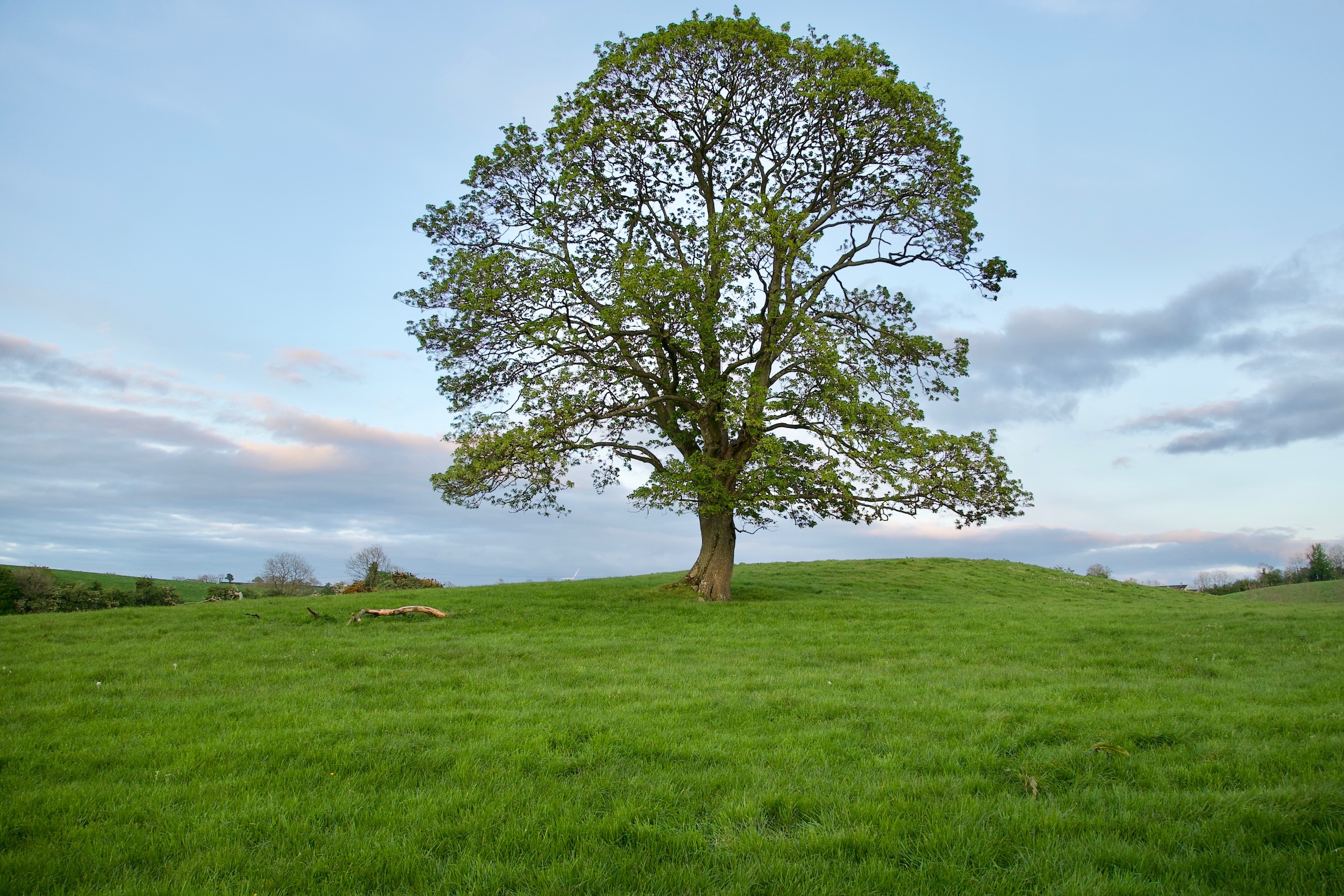 Spring at Lisnaree