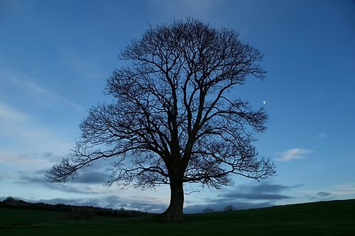 Lisnaree Tree at Dusk