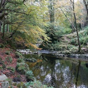 Shimna Glade - Tollymore Forest